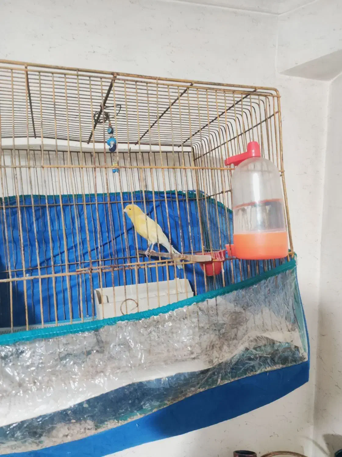 تعدادی قناری|پرنده|پاکدشت, پاکدشت (مامازند)|دیوار