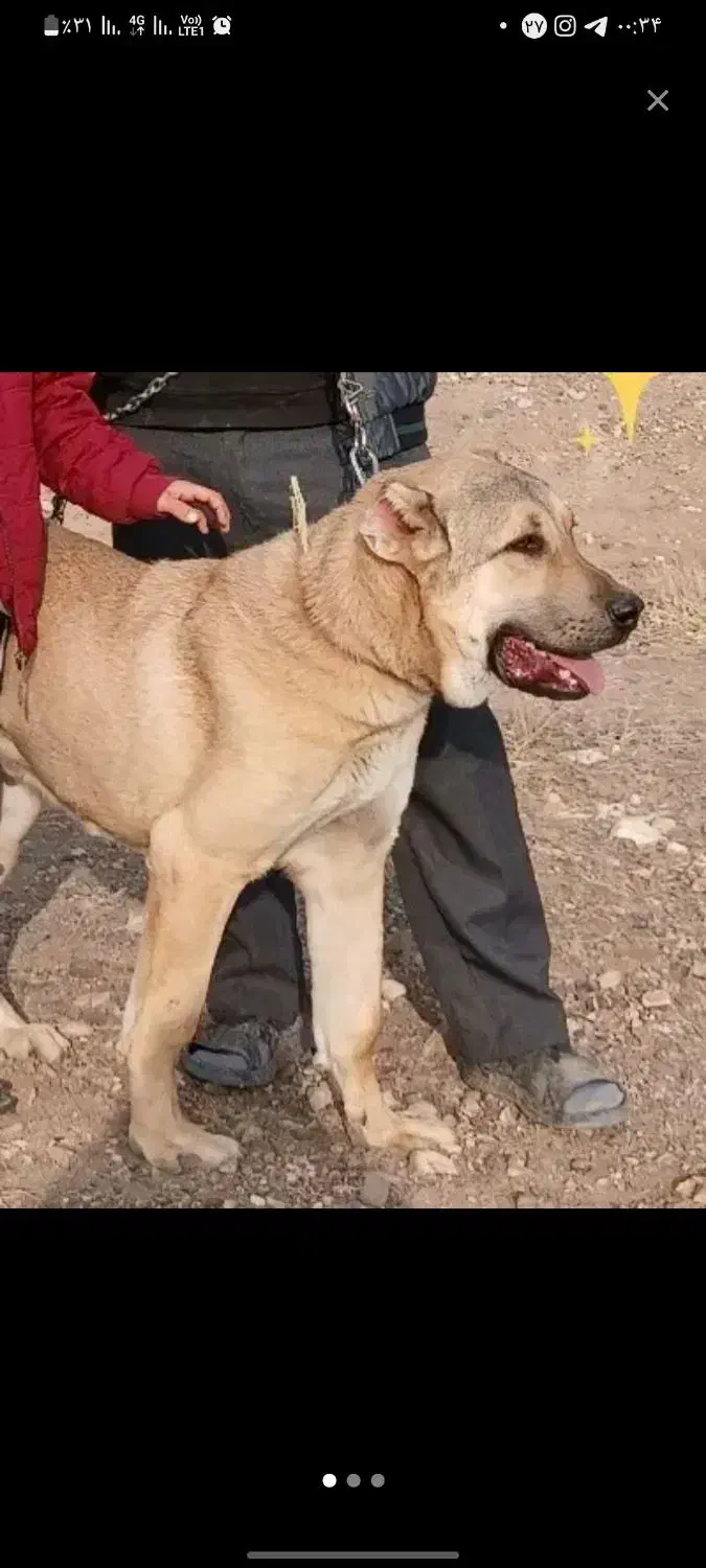 گمشده|حیوانات|خوی, |دیوار