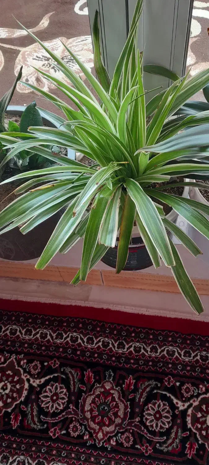 انواع گل و گیاه اپارتمانی|گل و گیاه طبیعی|مهاباد (آذربایجان غربی), |دیوار