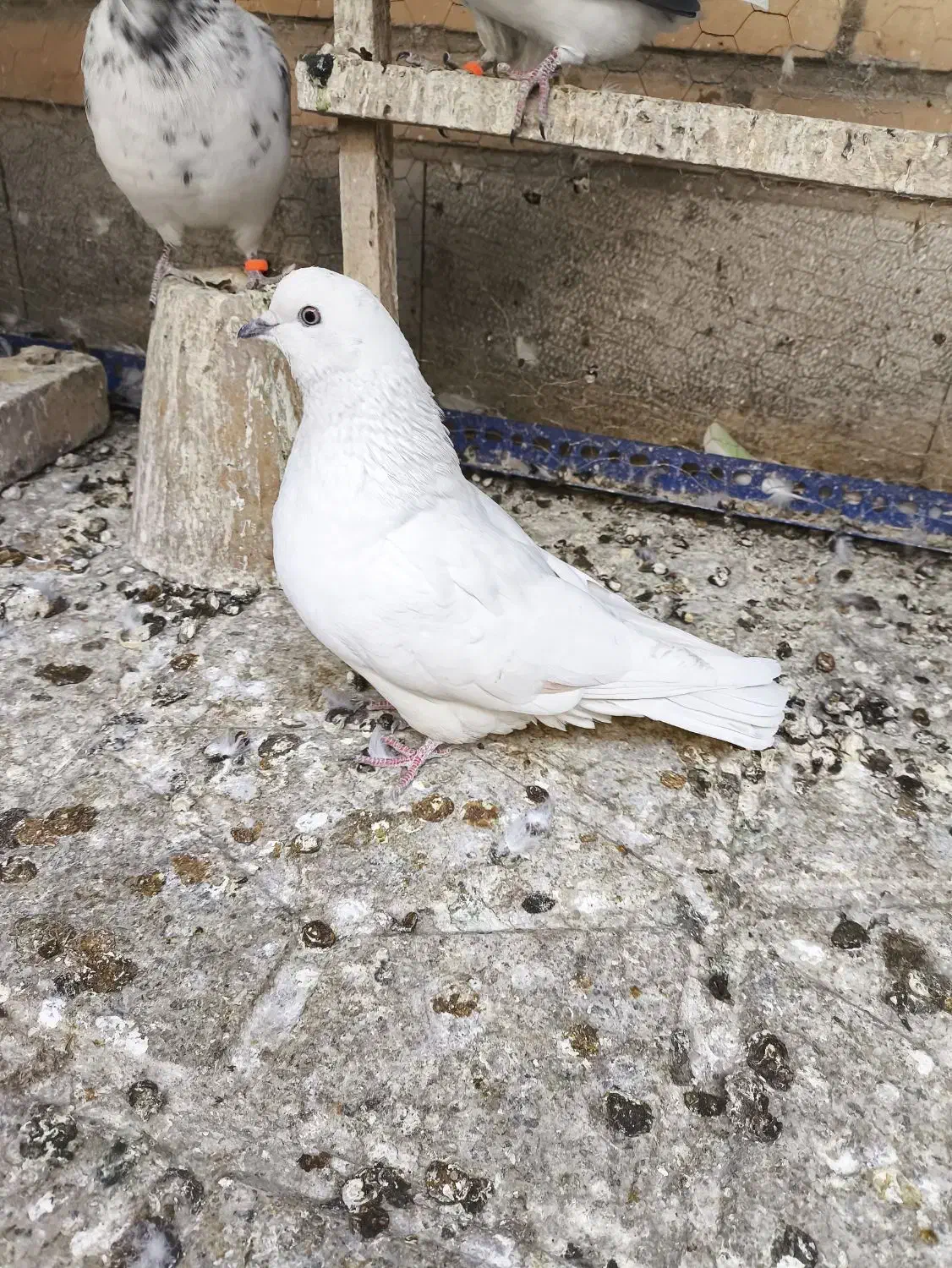 دوتا کفتر ماده|پرنده|خمینی‌شهر, |دیوار