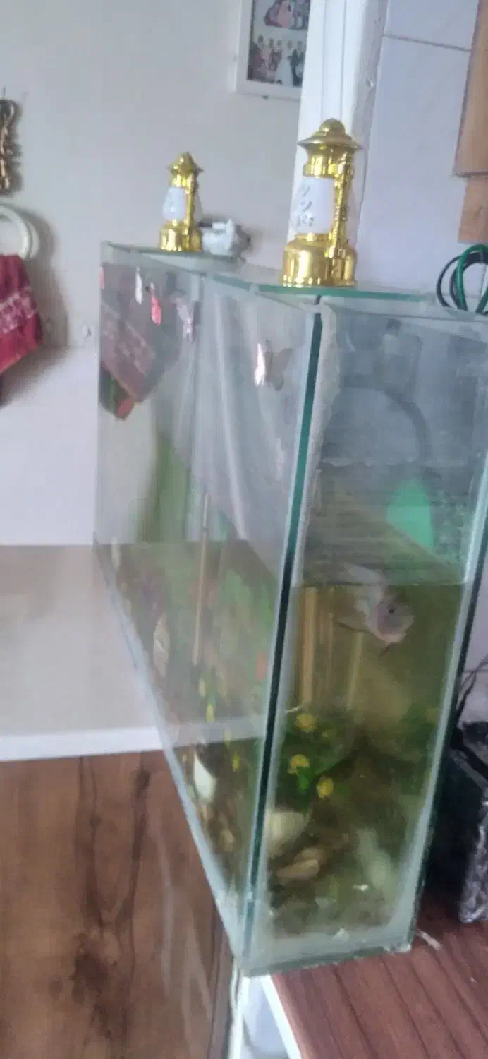 آکواریوم ماهی سالم طول ۸۵ عرض ۱۵ و ارتفاع۴۵|ماهی|شاهینشهر, شهرک گلدیس|دیوار