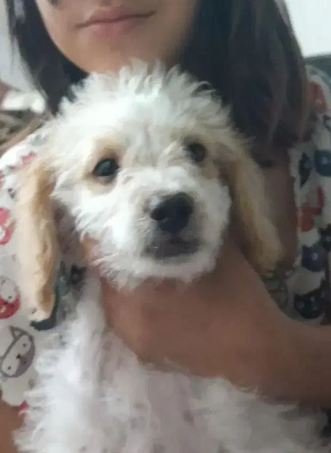 فروش سگ خانگی تریر۴ماهه|سگ|اصفهان, خانه اصفهان|دیوار