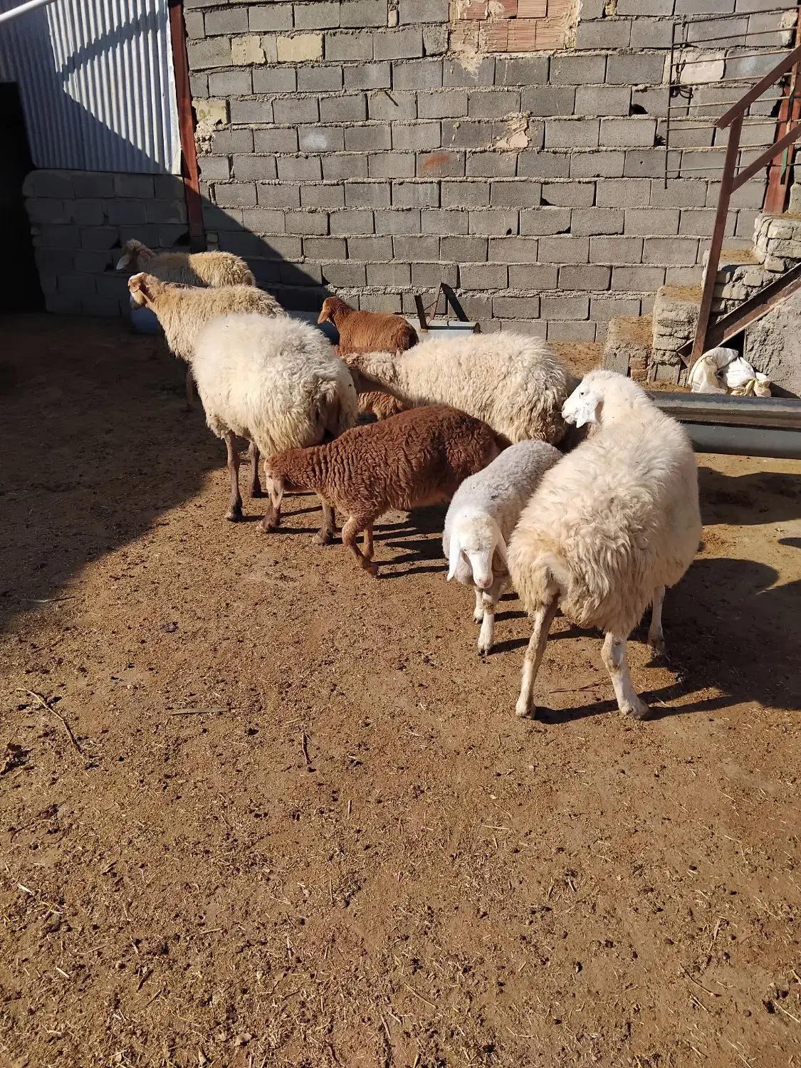 ۵ تا میش زاییده|حیوانات مزرعه|شیروان (خراسان), |دیوار