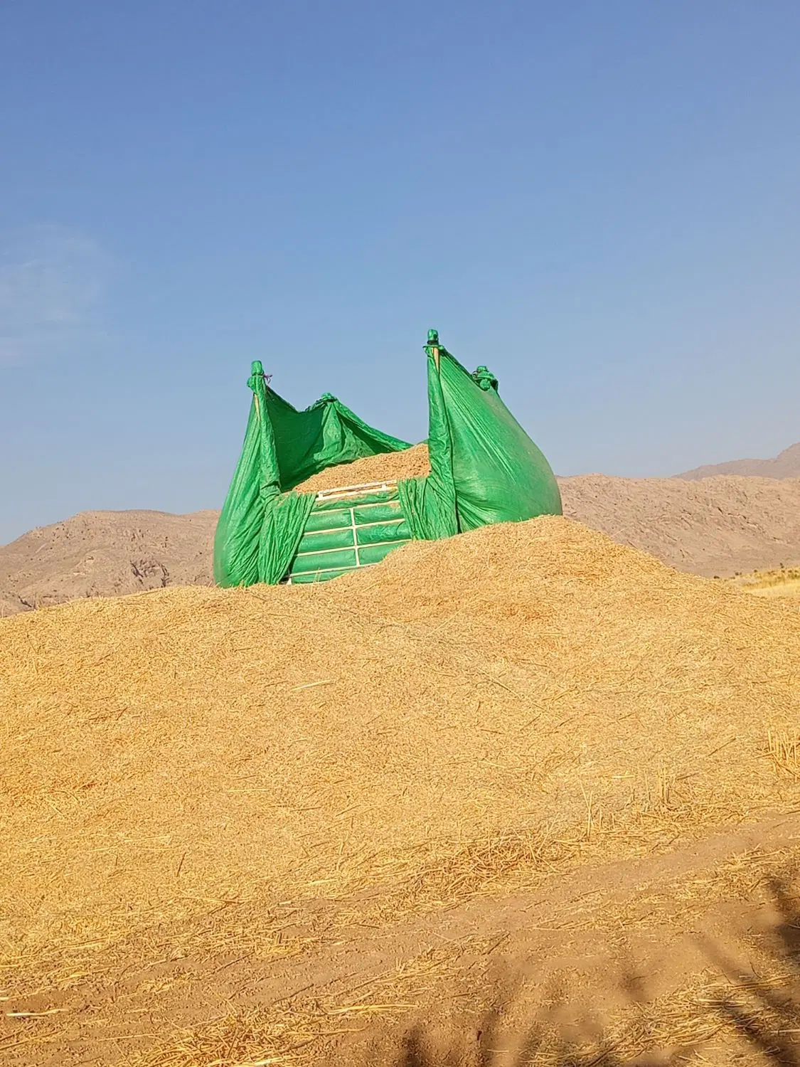 کاه گندم و جو درجه یک تحویلی فوری|عمدهفروشی|شیراز, حومه شیراز|دیوار