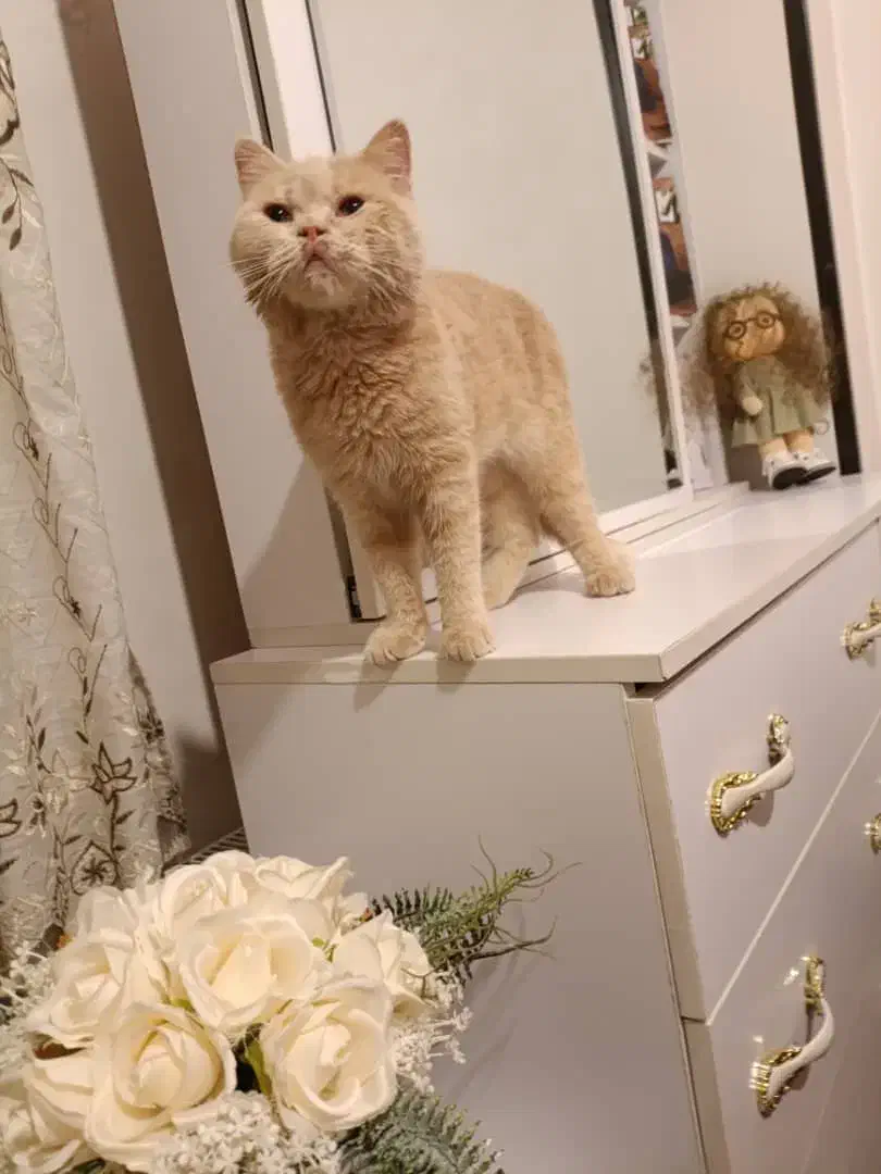 فروش گربه بریتیش|گربه|شهرکرد, |دیوار