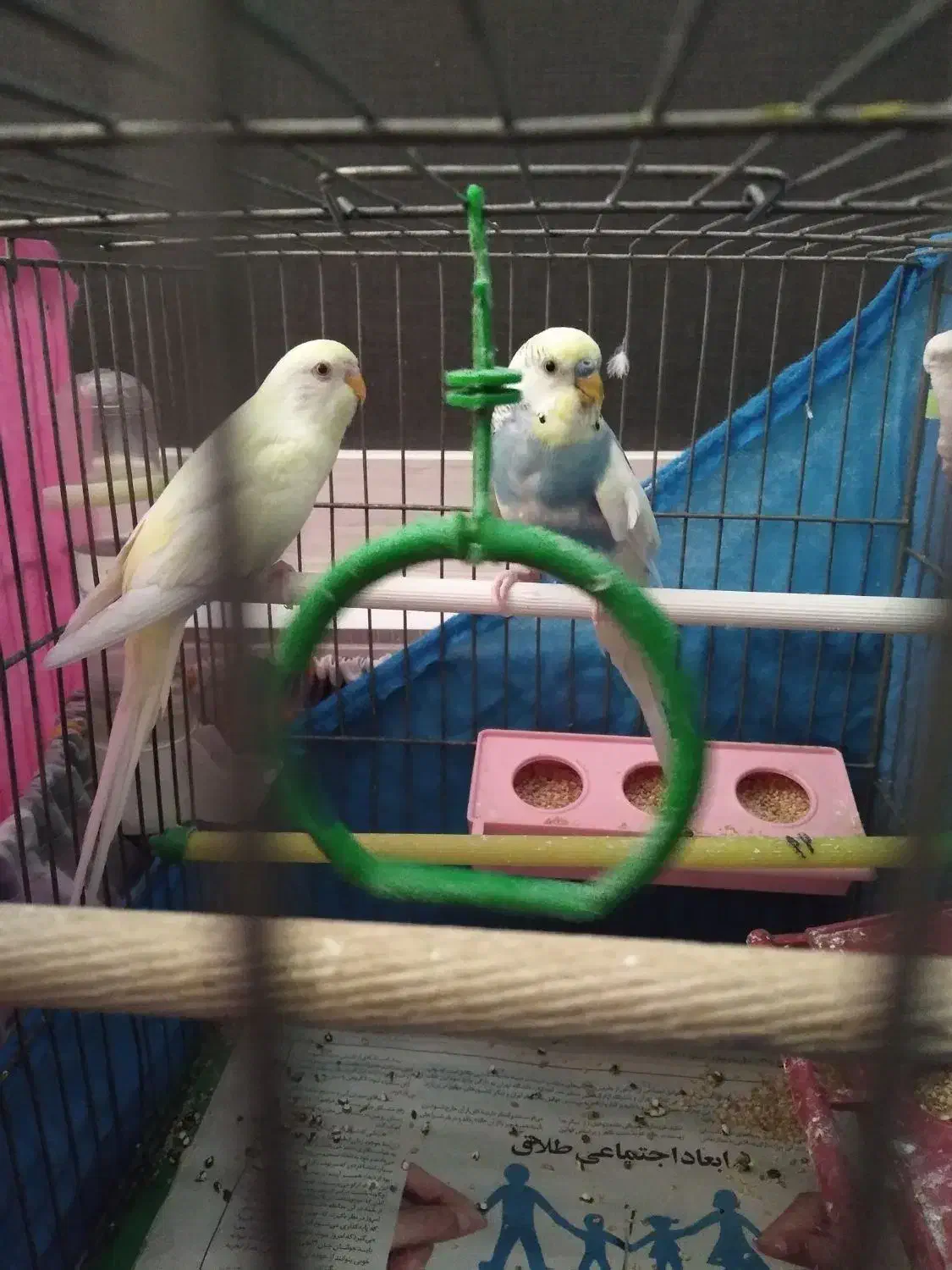 مرغ عشق|پرنده|قزوین, |دیوار