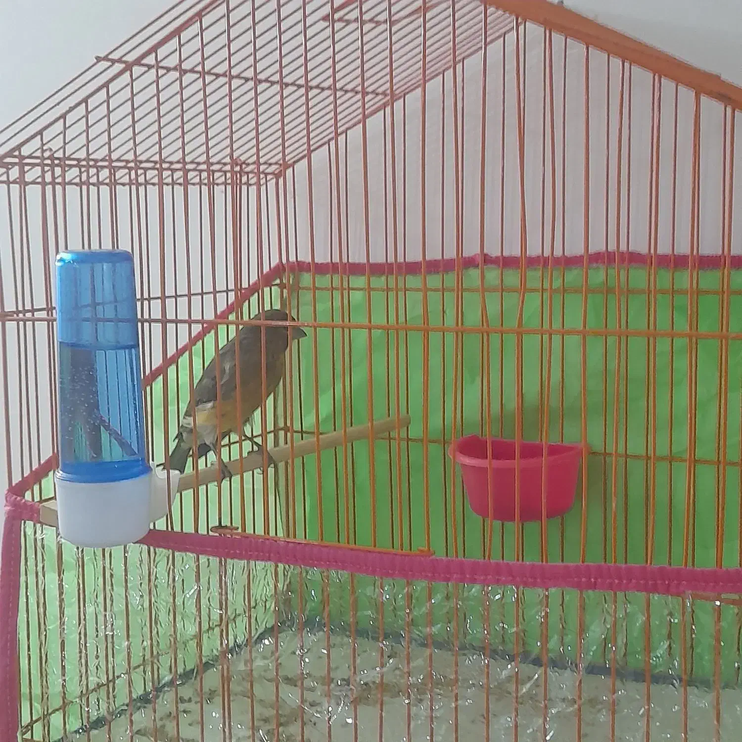 قناری سبز دارچینی مست خون نر|پرنده|تربتحیدریه, رباط سفلی|دیوار