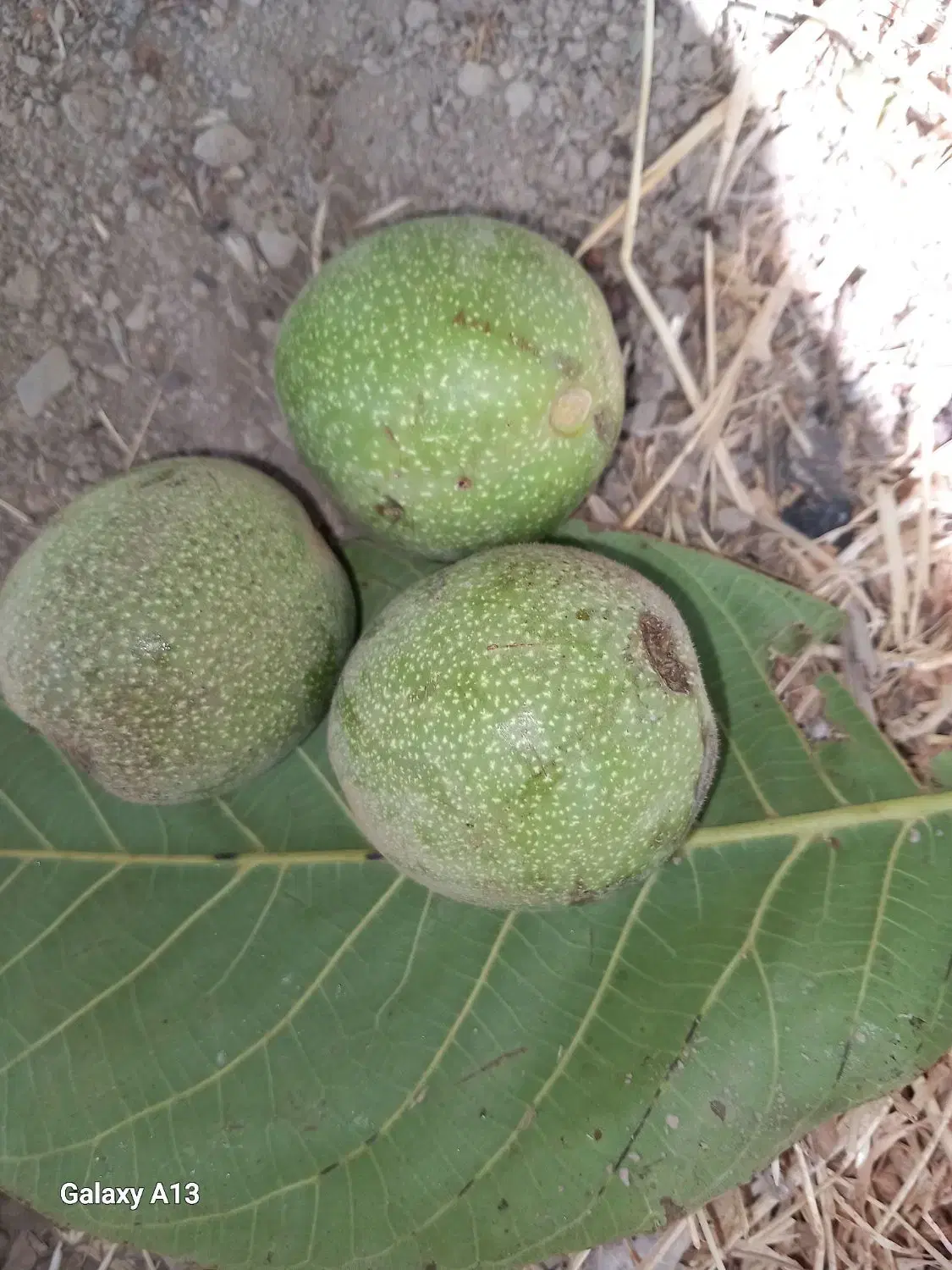 باغبانم رسیدگی نگهداری خدمات|خدمات باغبانی و درختکاری|اراک, |دیوار