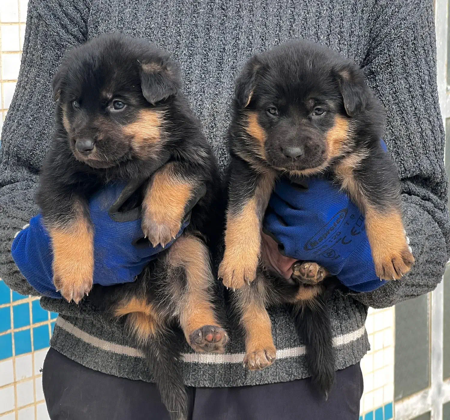 سگ ژرمن شپرد نروماده دوماهه باهم یکجای فی ۱۵ م ت|سگ|تهران, تهرانسر شرقی|دیوار