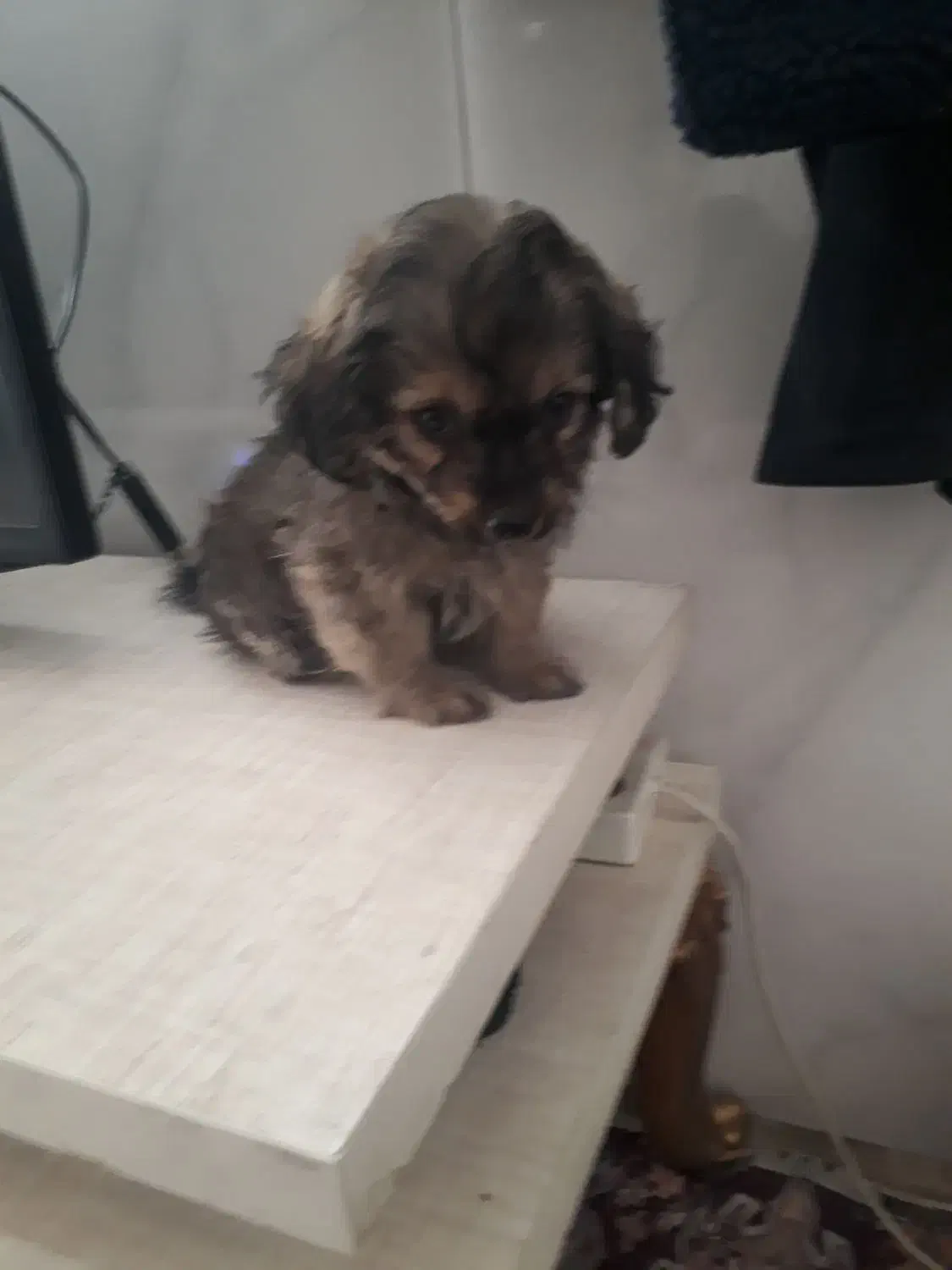 توله سگ دوماه پامرین شیتزو|سگ|نسیمشهر, |دیوار