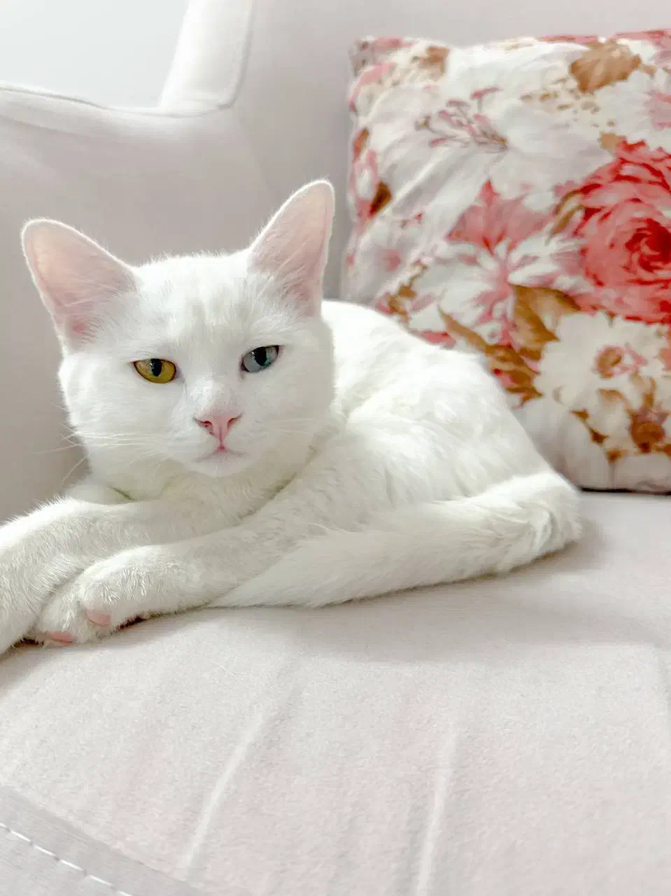 گربه نر|گربه|یزد, |دیوار