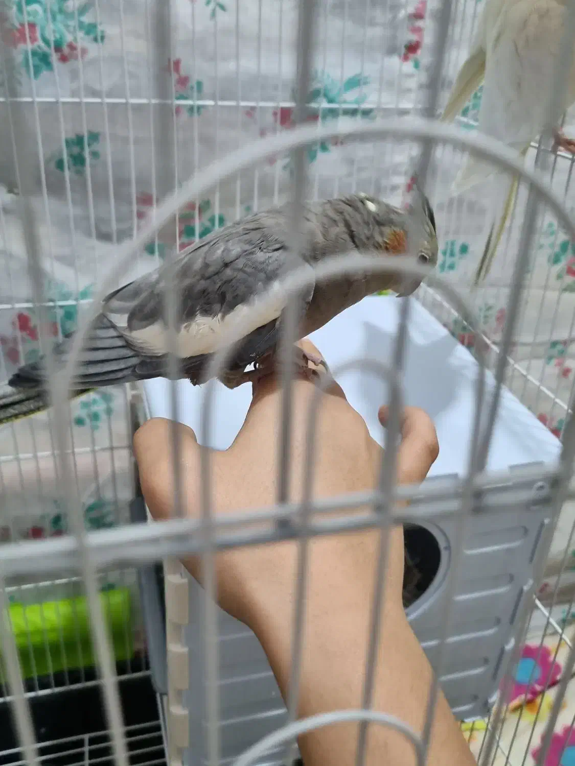 عروس هلندی|پرنده|شهریار, شهریار|دیوار