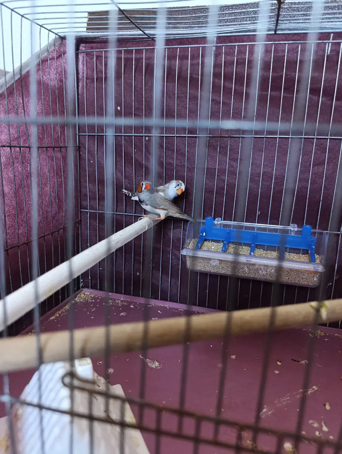 1 جفت فنج به فروش میرسد|پرنده|اقبالیه, |دیوار