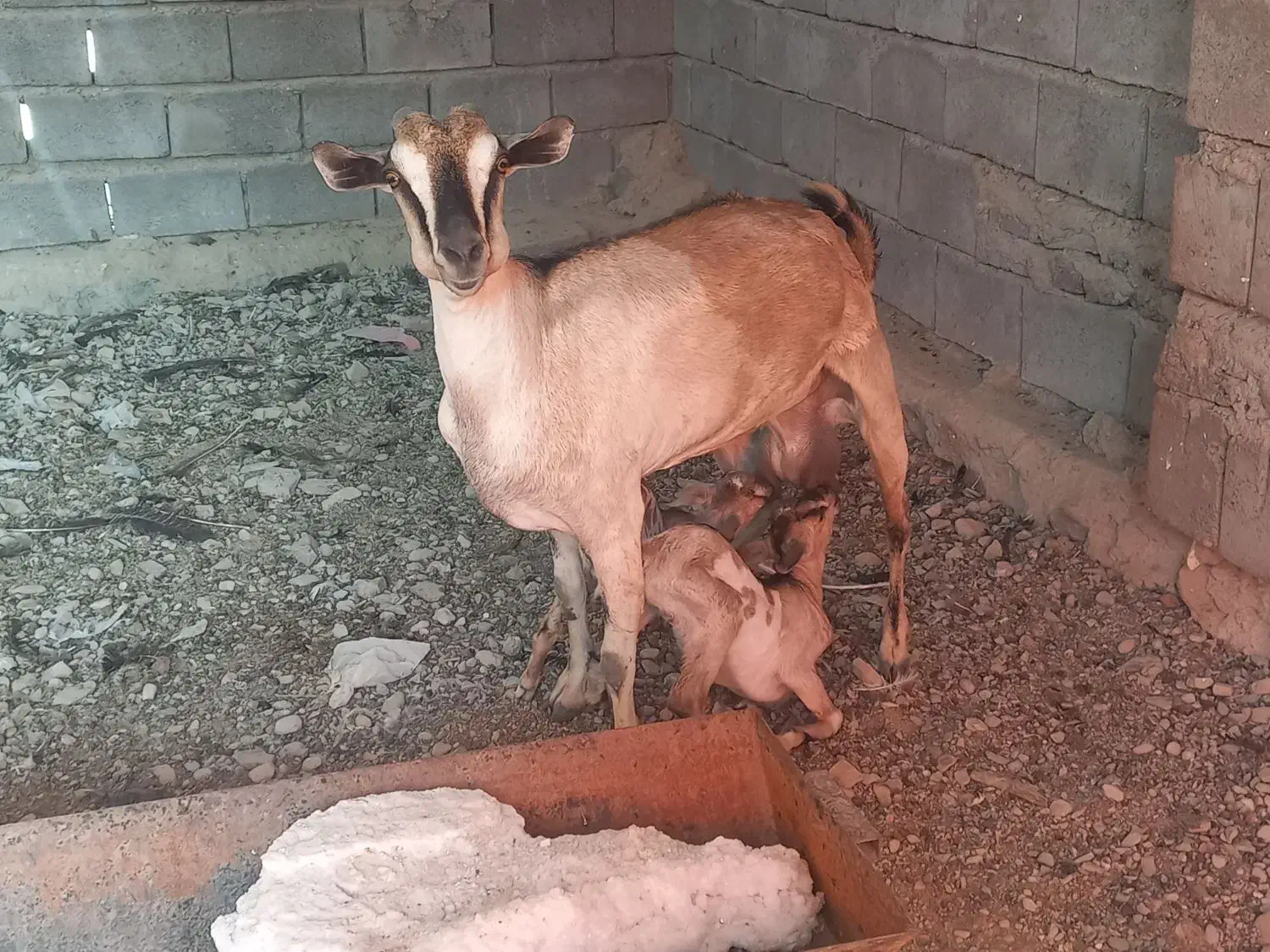 بز دوقلو|حیوانات مزرعه|بندرعباس, |دیوار