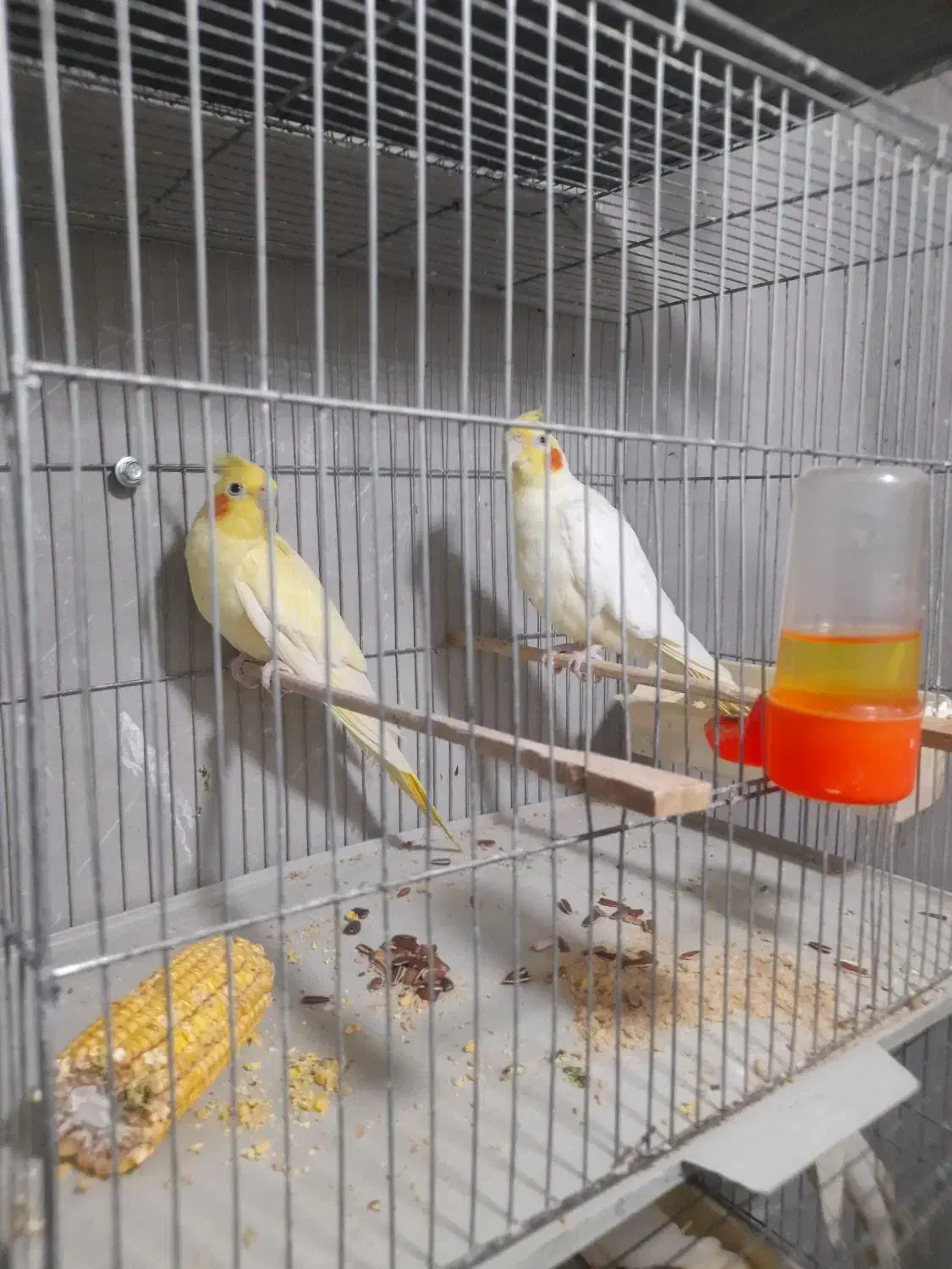 عروس هلندی مولدبا قفس و تمام وسایل سالم سالم|پرنده|قائم‌شهر, |دیوار