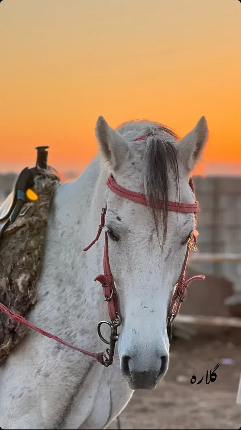 اسب سواری کوهدشت (مجموعه تفریحی)|خدمات آموزشی|کوهدشت, |دیوار