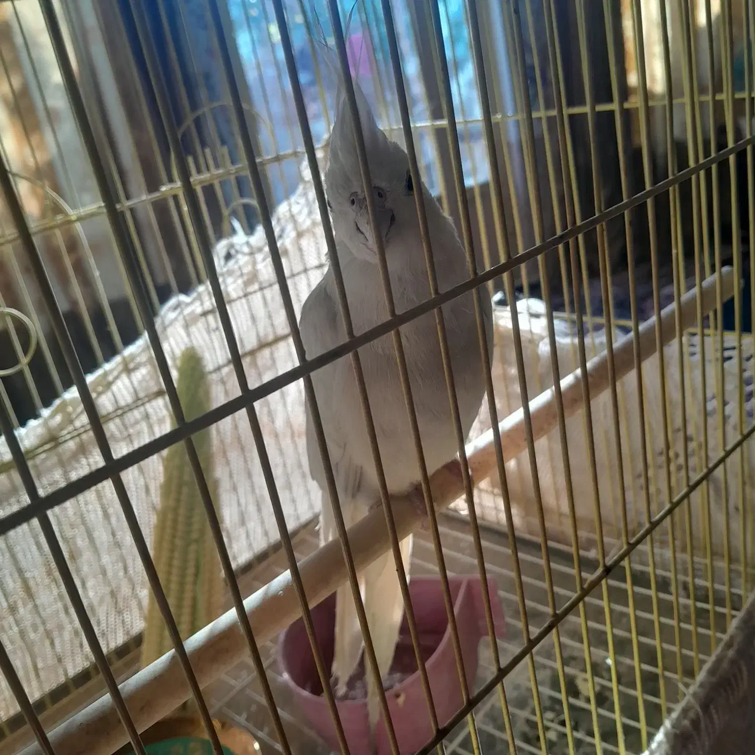 عروس هلندی|پرنده|نجف‌آباد, جلال آباد|دیوار