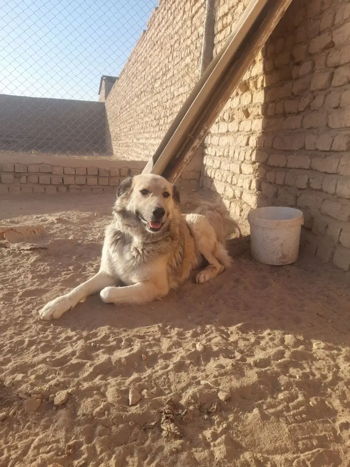 سگ نرسنگسری|سگ|تهران, تجریش|دیوار