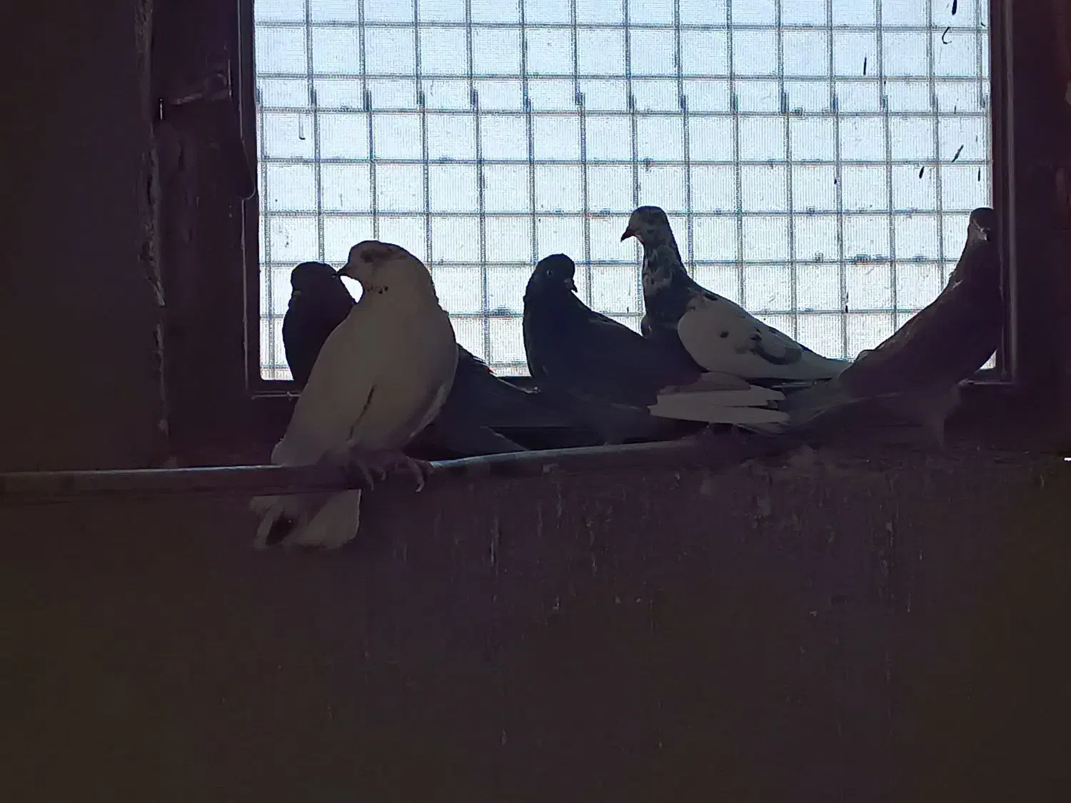 کبوتر|پرنده|میبد, |دیوار