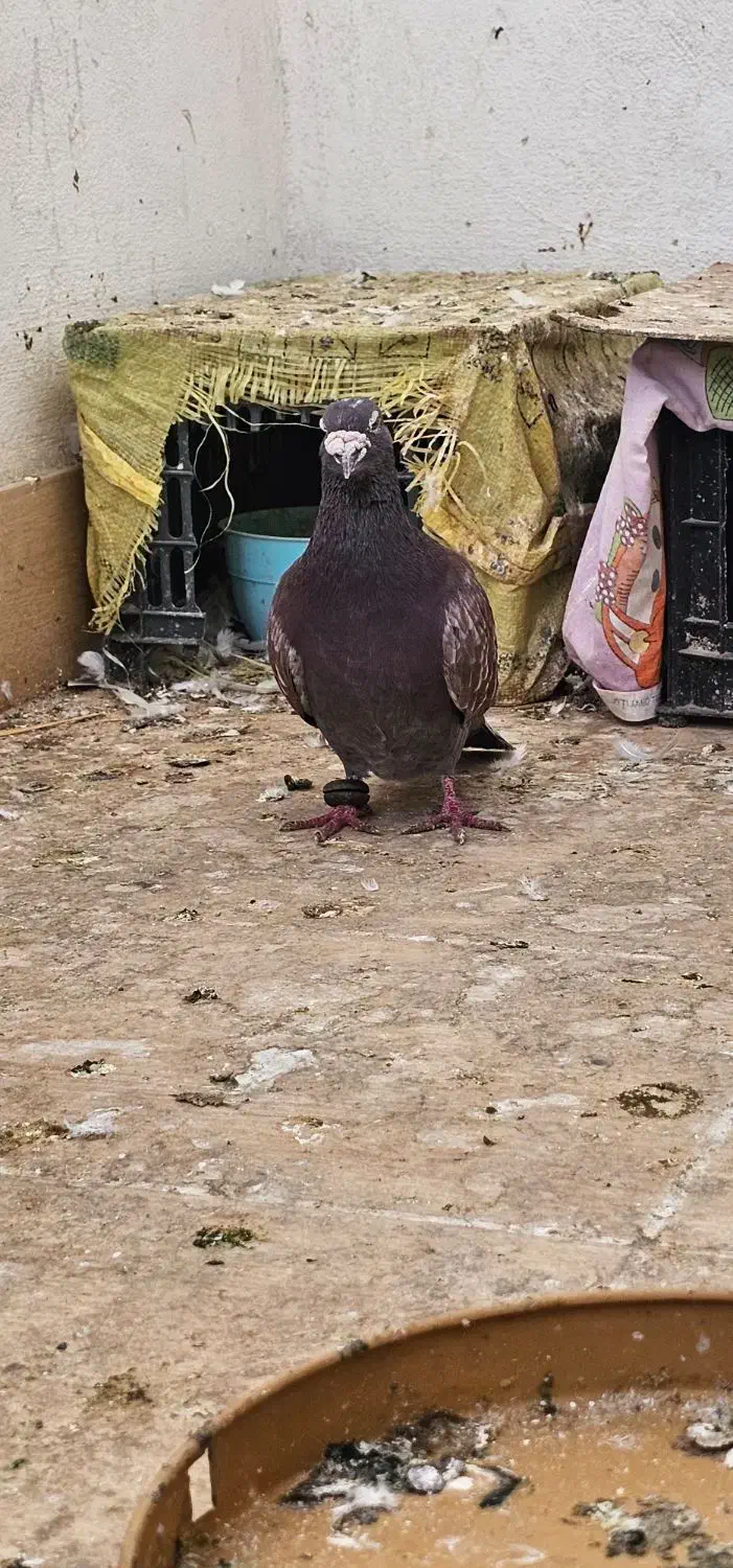 یک عدد کبوتر نر قورگی|پرنده|گنبد کاووس, |دیوار