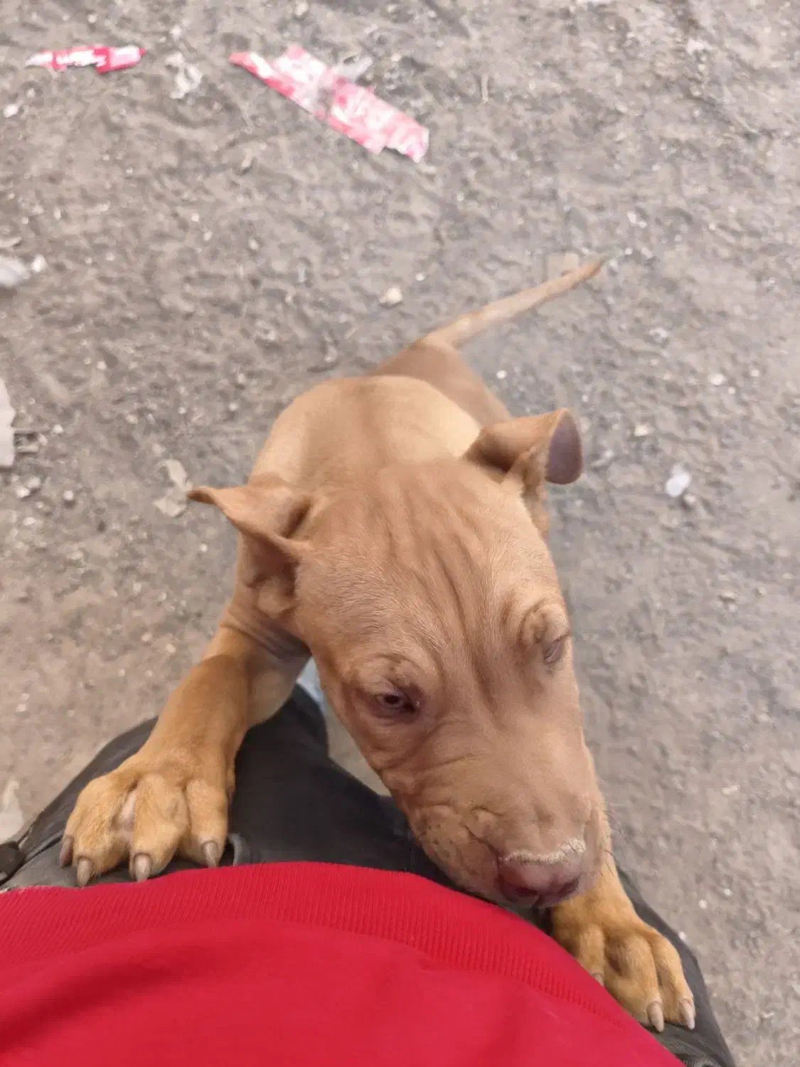 سگ نر 4ماهه نژادپیت بول|سگ|جوین, |دیوار