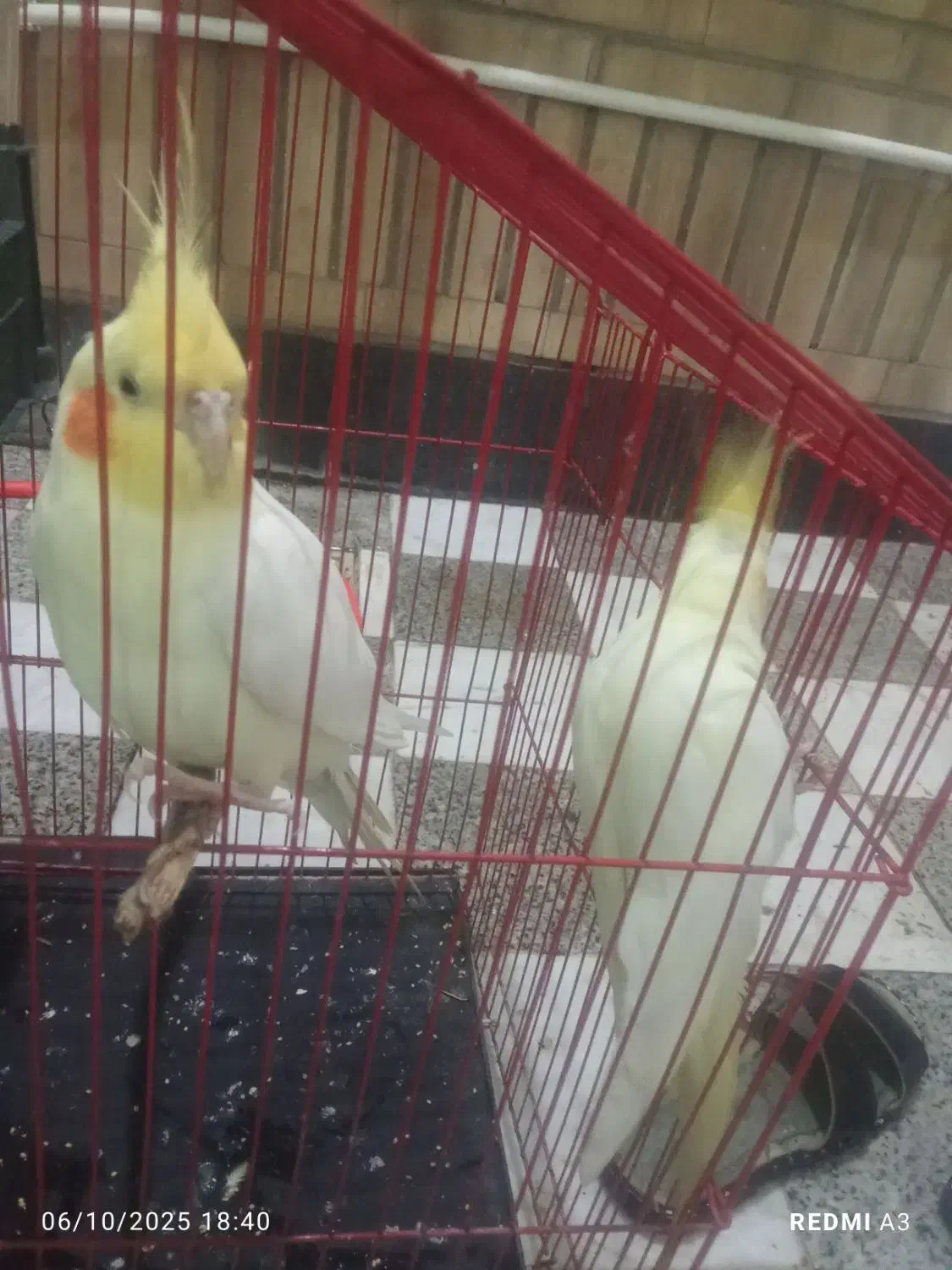 عروس هلندی|پرنده|دهلران, |دیوار