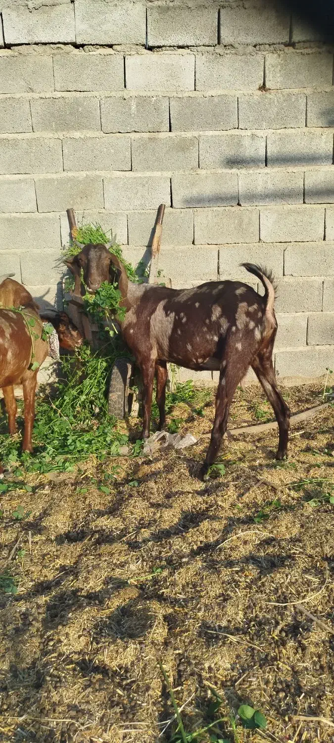 بز پاکستانی کاموری ونری دورگ کاموری|حیوانات مزرعه|جیرفت, |دیوار