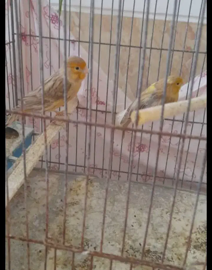 دو عدد قناری ماده اماده جفت|پرنده|فسا, |دیوار