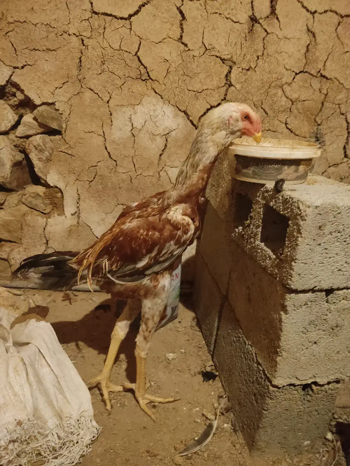 خروس لاری|حیوانات مزرعه|سروآباد, |دیوار