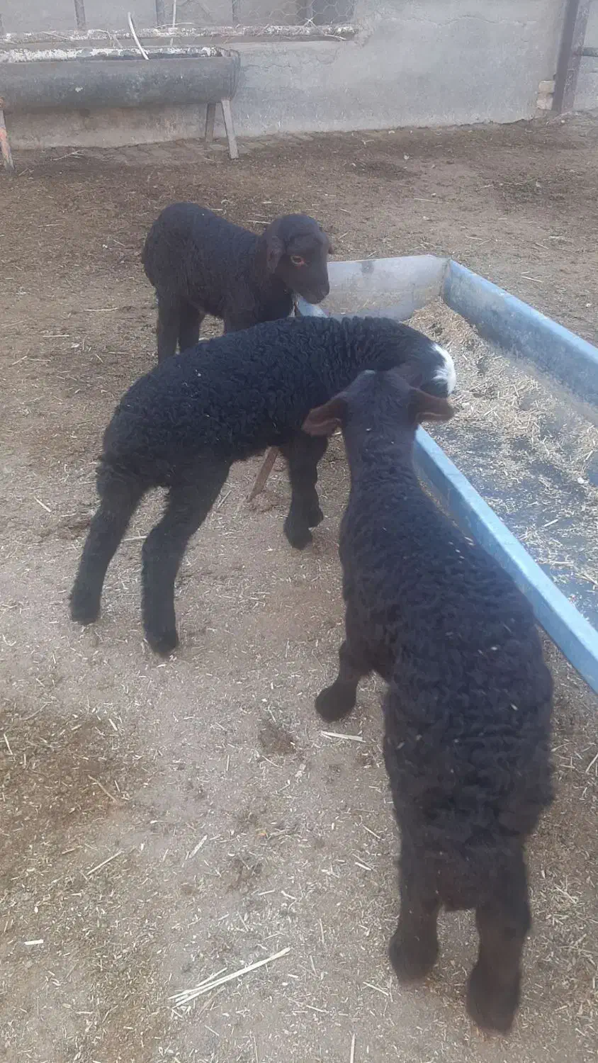 میش هترو با یک سیاه|حیوانات مزرعه|نیشابور, شهرک اندیشه|دیوار