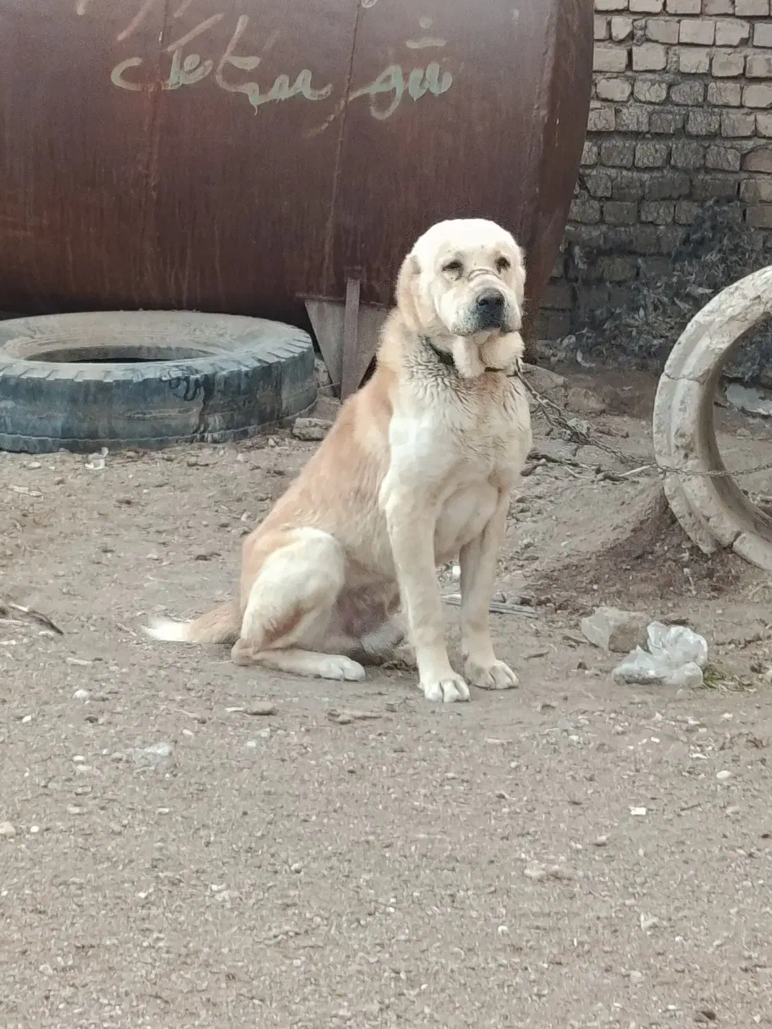 ی سگ آلابای استخون درشت|سگ|دشتابی, |دیوار