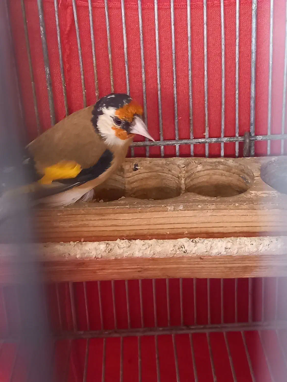 فروش سهره گل بلند جوجه سال|پرنده|شیراز, قلات|دیوار