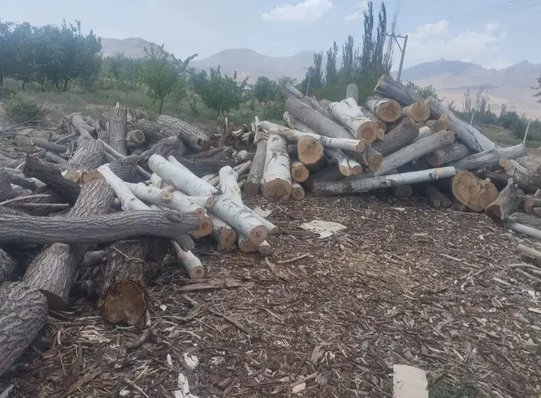 خرید و فروش چوب درخت تر و خشک|عمده‌فروشی|ماکو, |دیوار