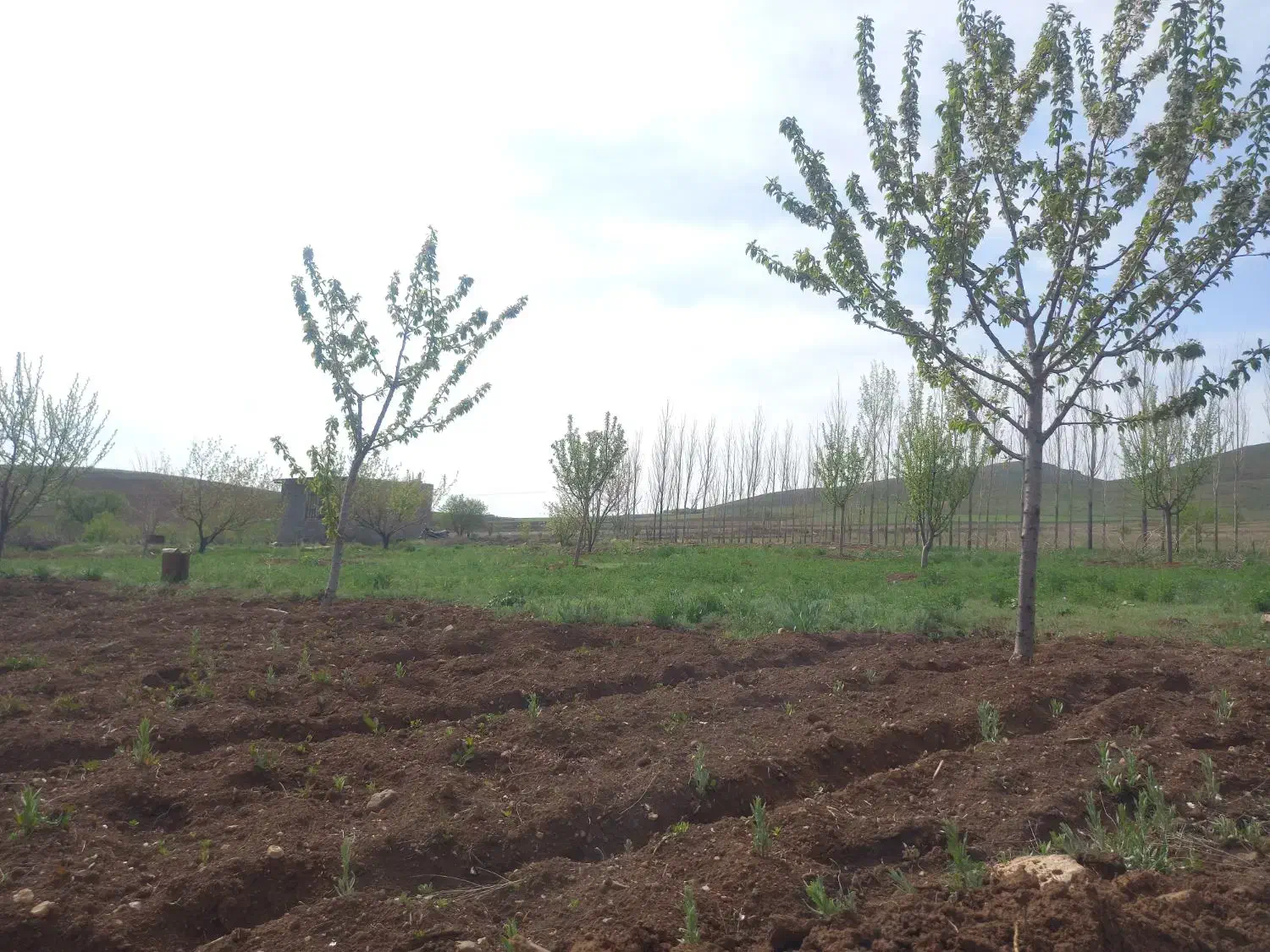 هرس درخت باغبانی|خدمات باغبانی و درختکاری|زنجان, |دیوار