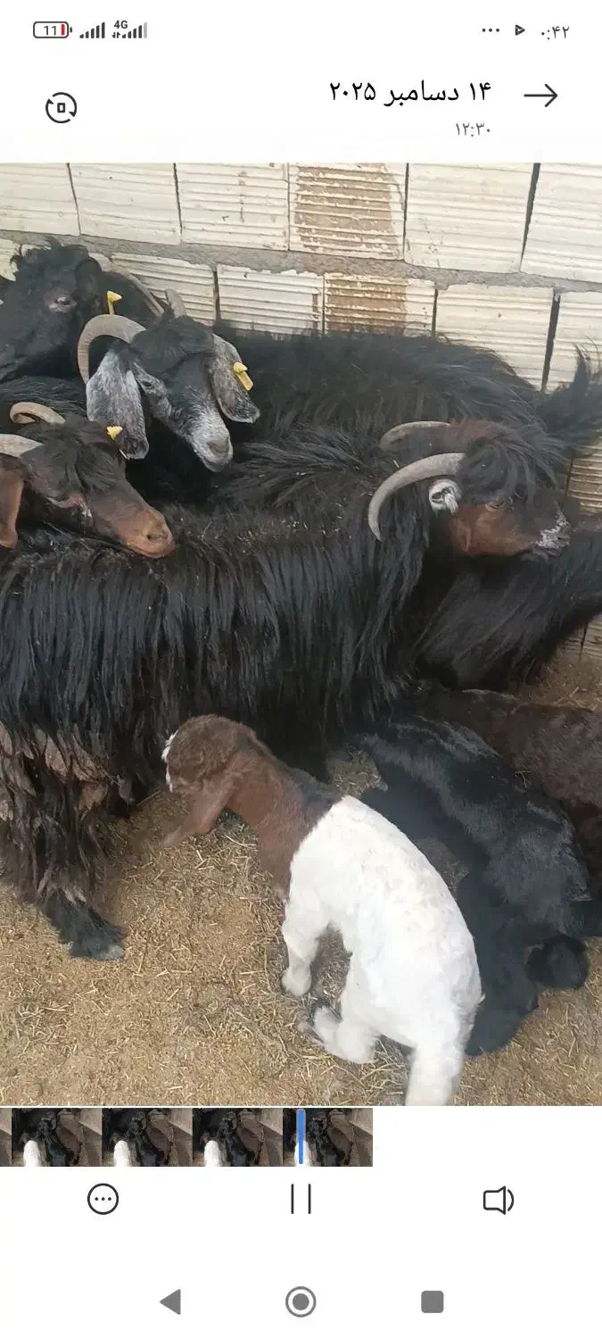 6عدد بز زایده|حیوانات مزرعه|زاهدان, |دیوار