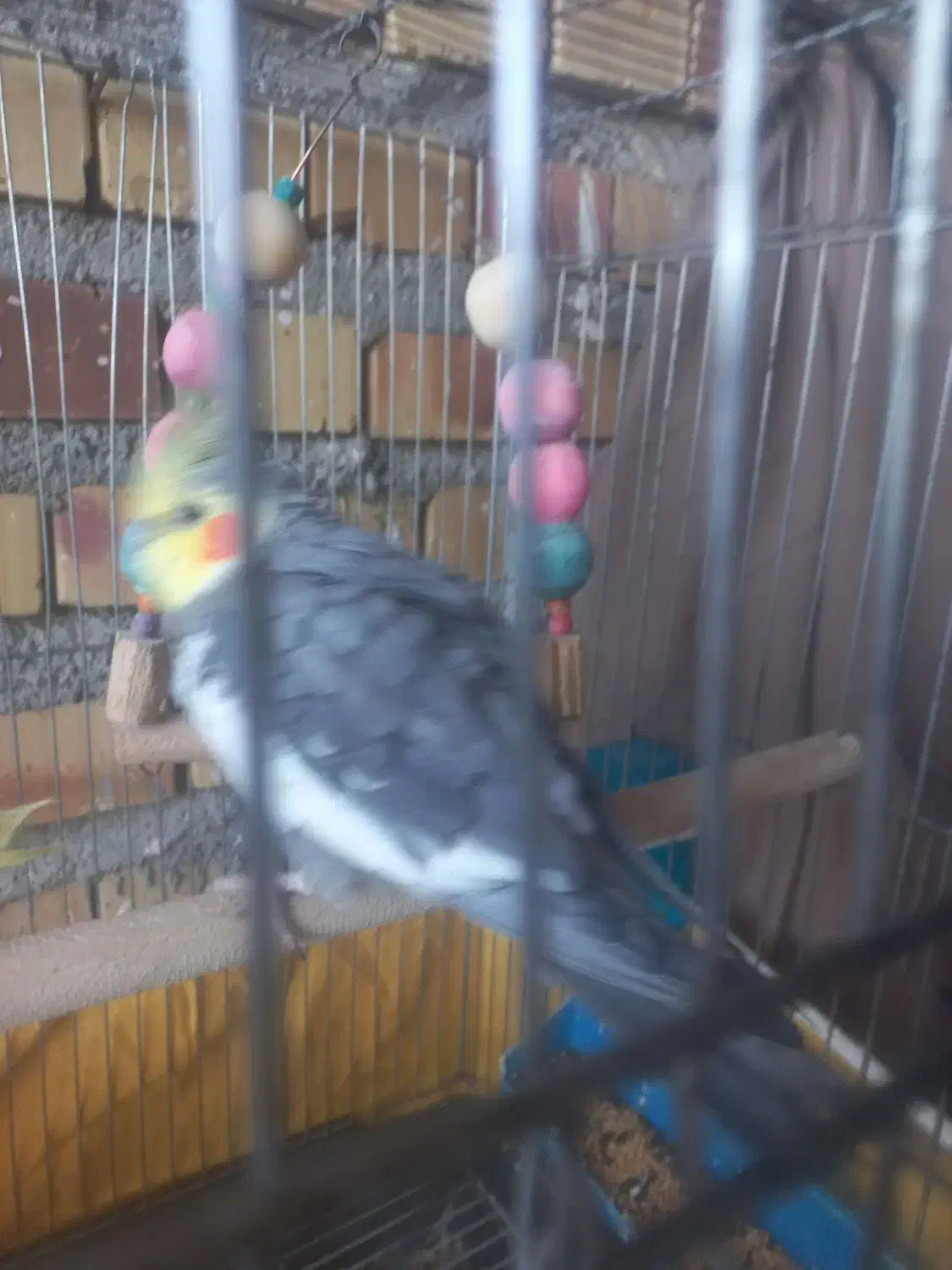 یک عروس هلندی با قفس ۱۲۰۰|حیوانات|کلاله, |دیوار