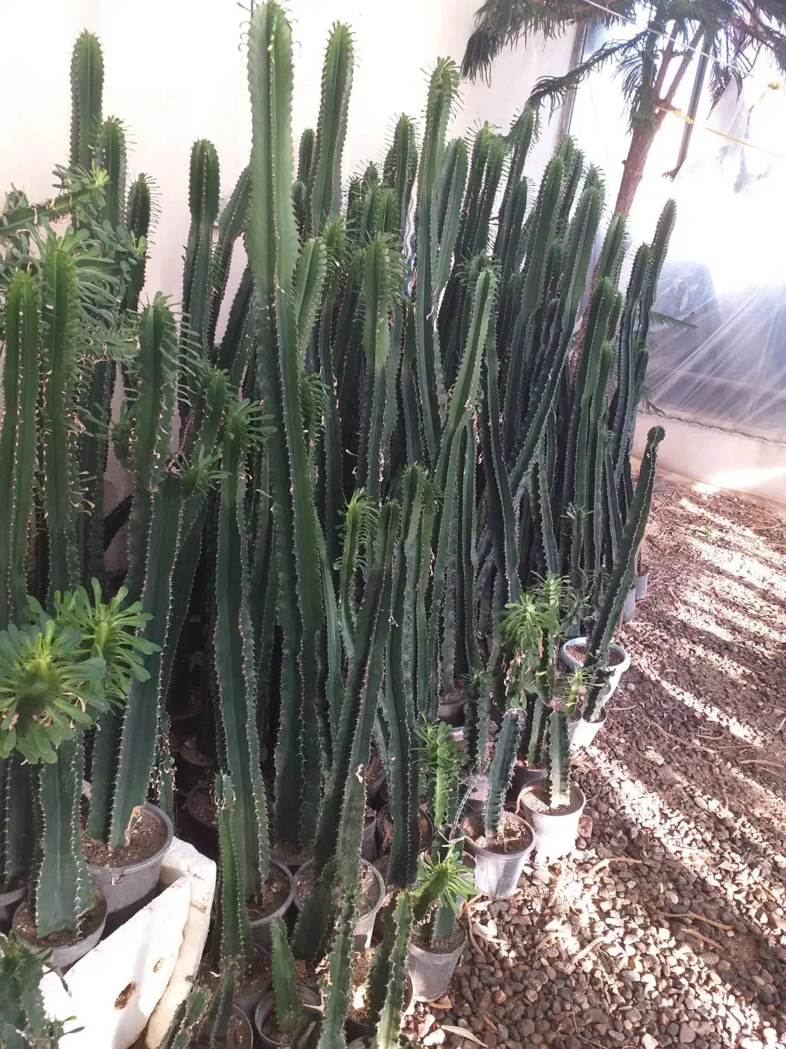 کاکتوس عمده|گل و گیاه طبیعی|خسروشاه, |دیوار