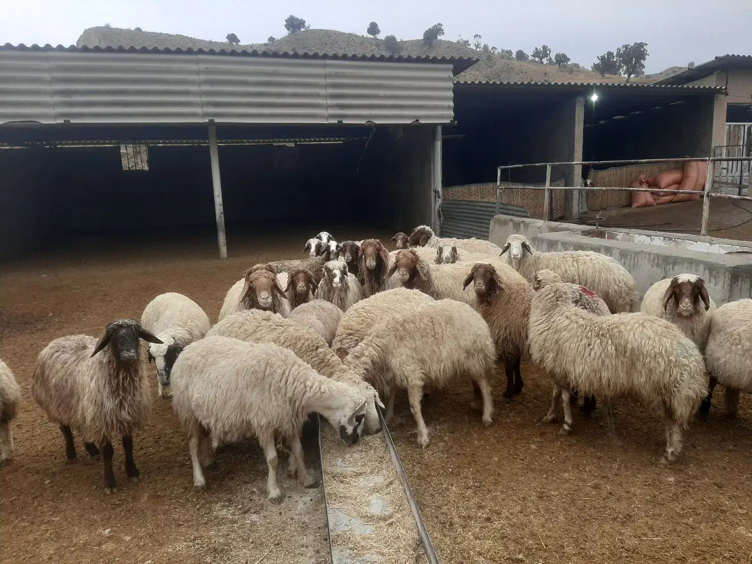 میش ابستن درجه یک مال داشتی|حیوانات مزرعه|سیوان, |دیوار