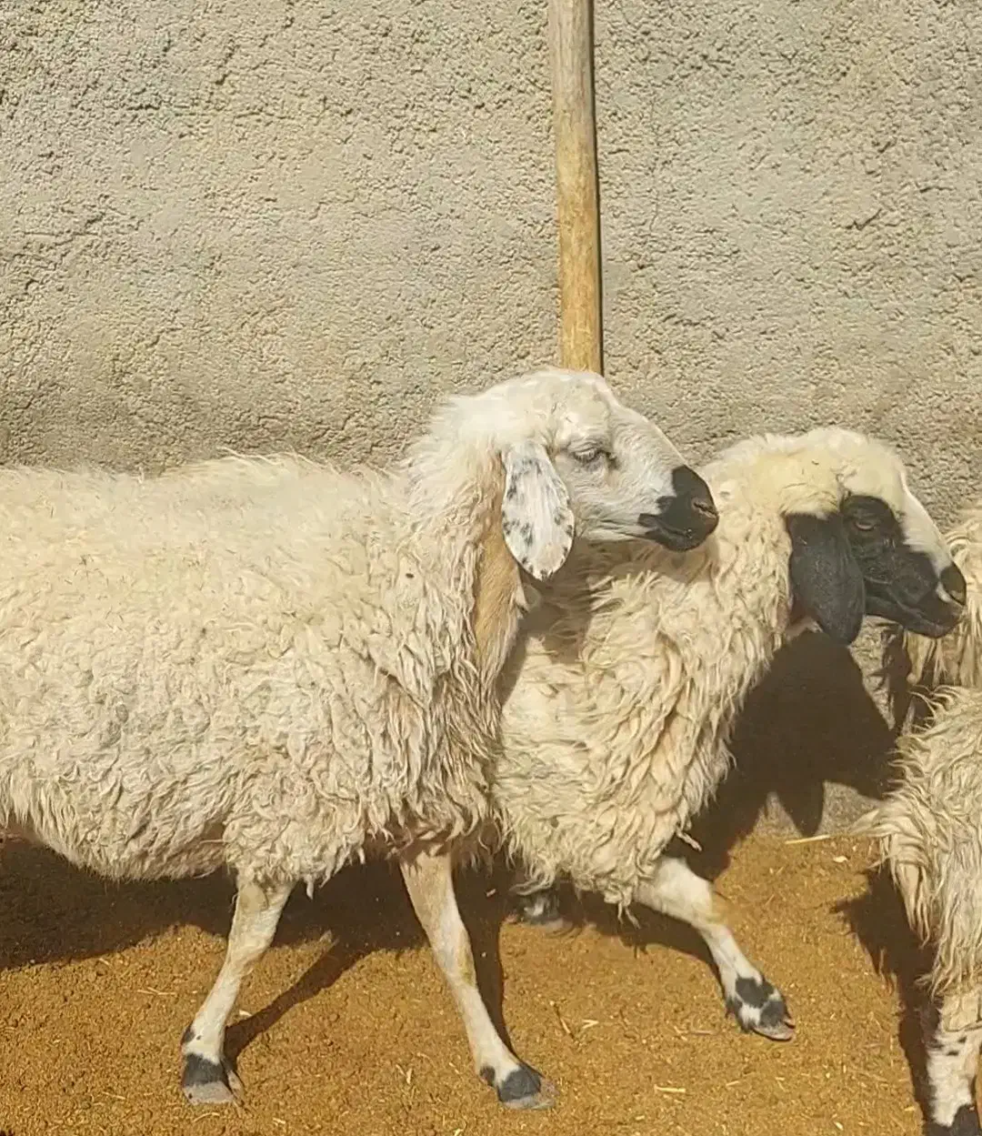 میش عراقی شکم اول و دوم|حیوانات مزرعه|بهمن صغاد, |دیوار