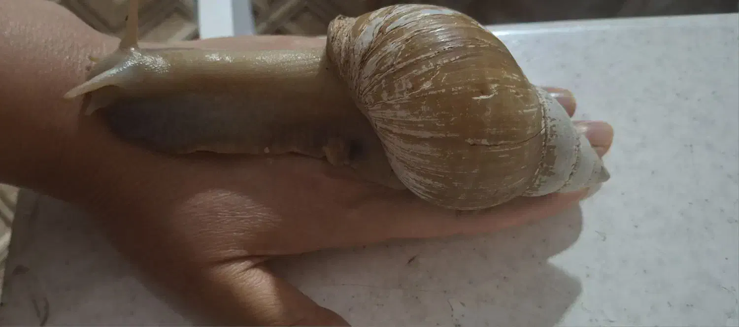 واگذاری حلزون بزرگ و مولد|خزنده|اصفهان, زیار|دیوار