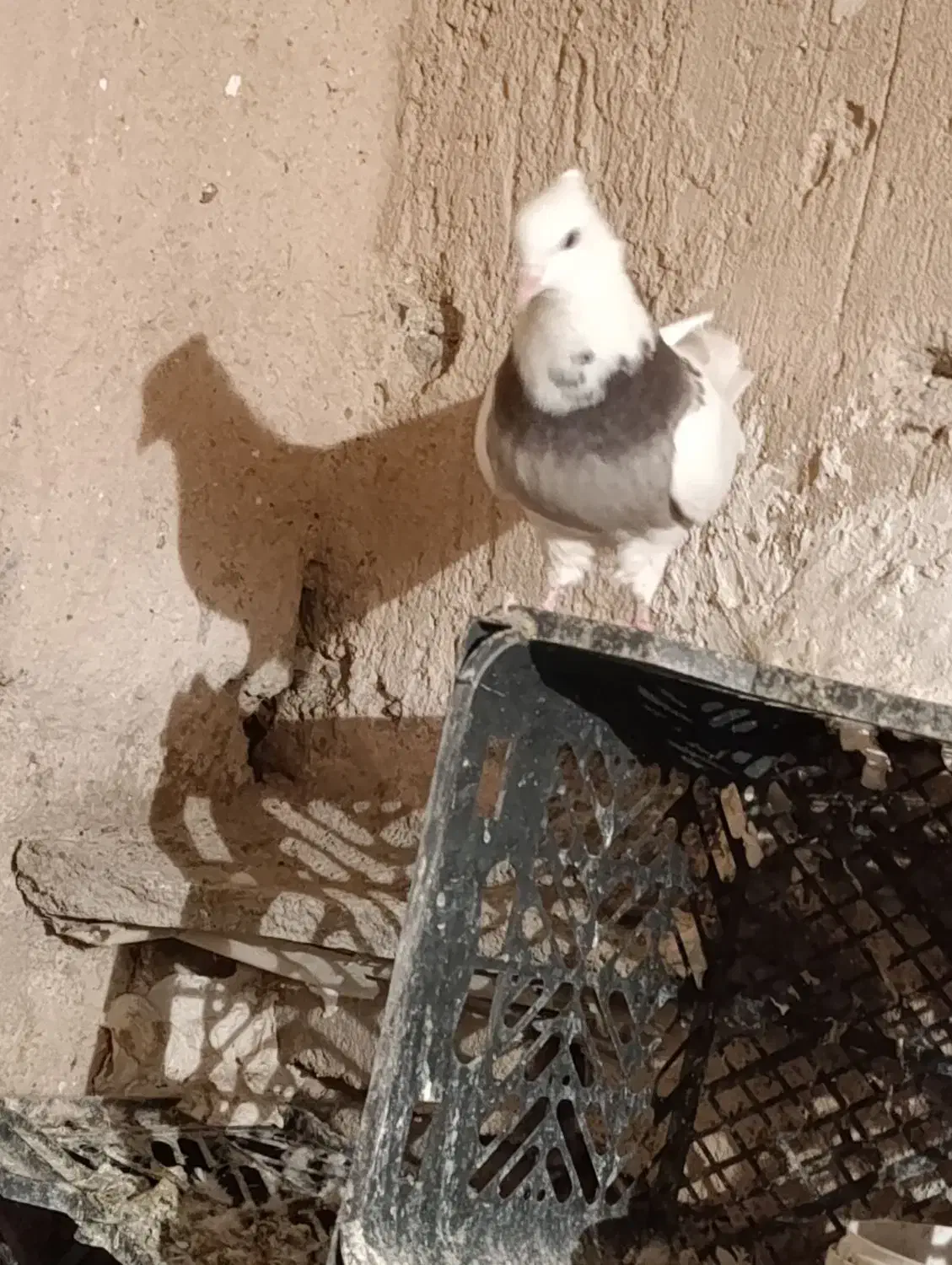 کبوتر،طوقی،معاوضه باسوسکی دمسفید|پرنده|هرسین, |دیوار