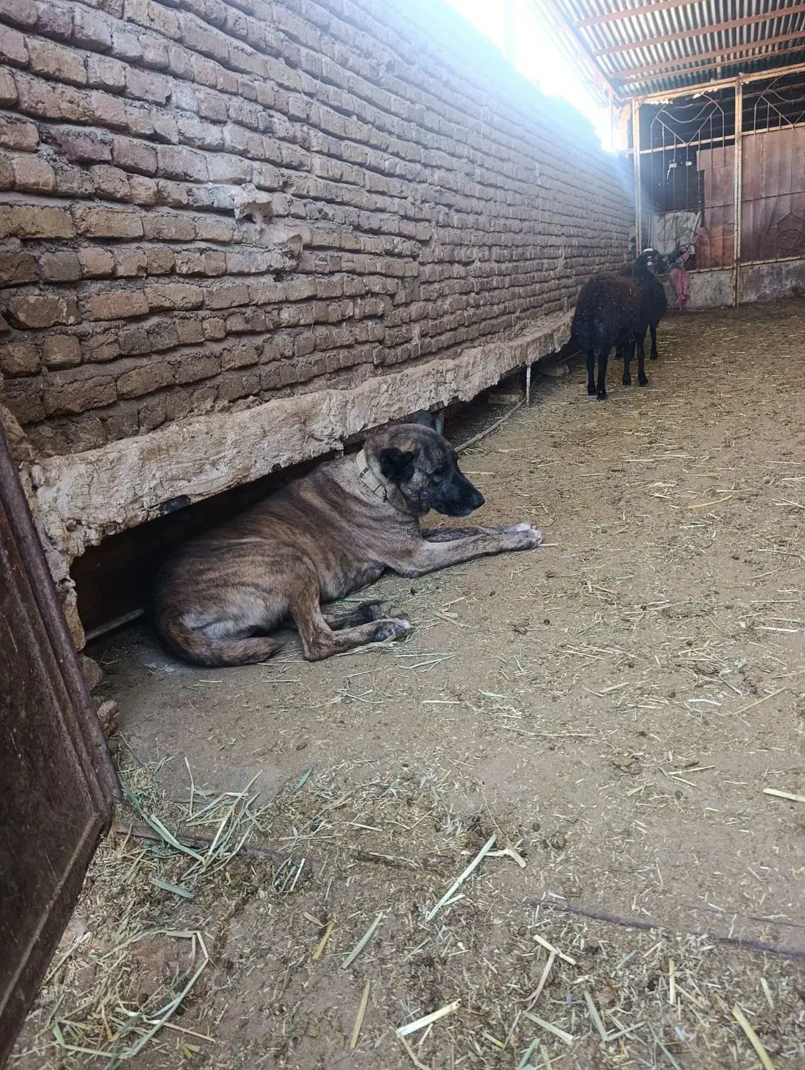 سگ ماده|سگ|نصر آباد, |دیوار