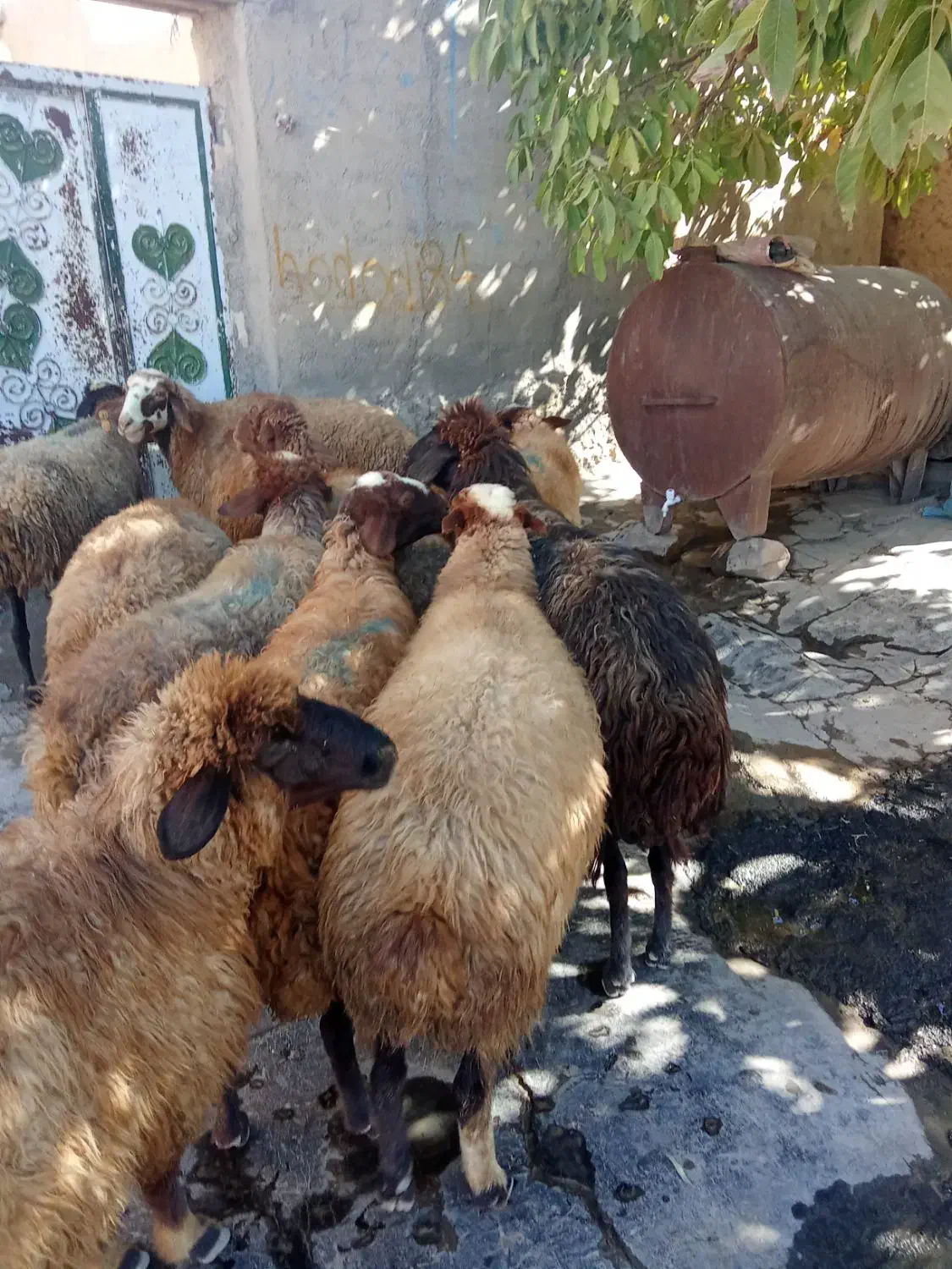 گوسفند شیره دار|حیوانات مزرعه|بلبان آباد, |دیوار