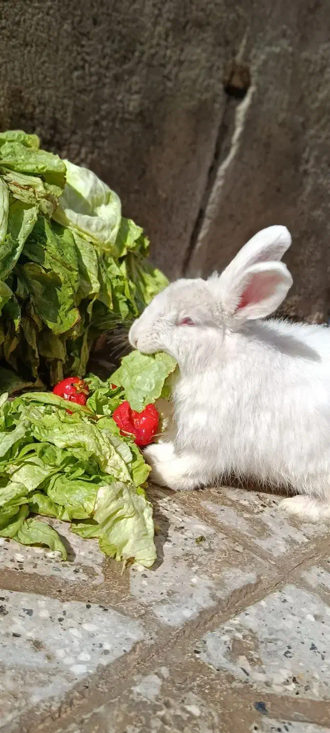 خرگوش|موش و خرگوش|مشهد, همت آباد|دیوار