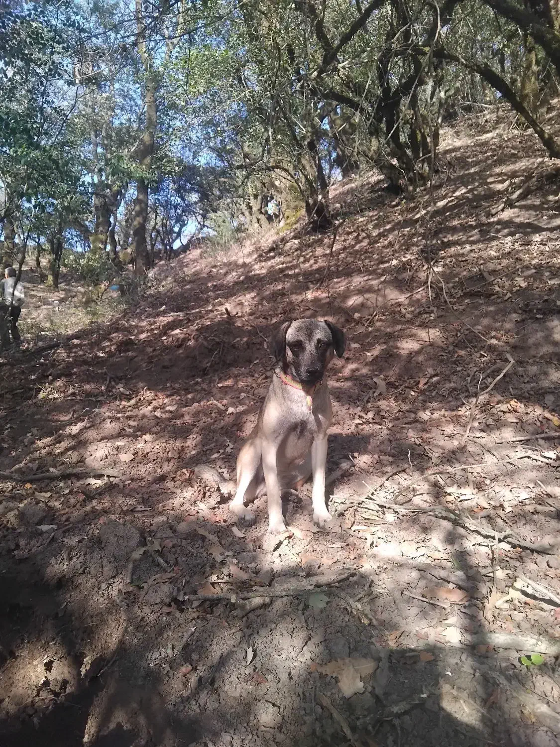 سگ المان بسیار حرفی حرف گوش کن|سگ|گلی داغ, |دیوار