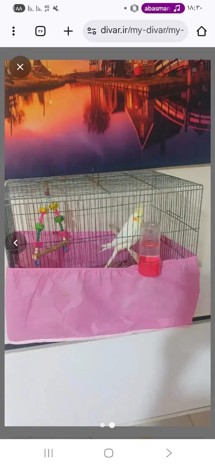 عروس هلندی نر|پرنده|کرج, خرمدشت|دیوار