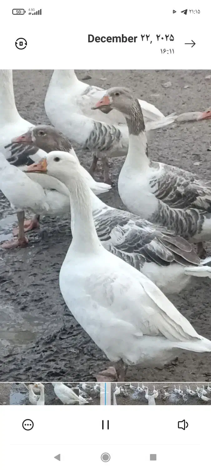 غاز بزرگ|حیوانات مزرعه|بهشهر, |دیوار