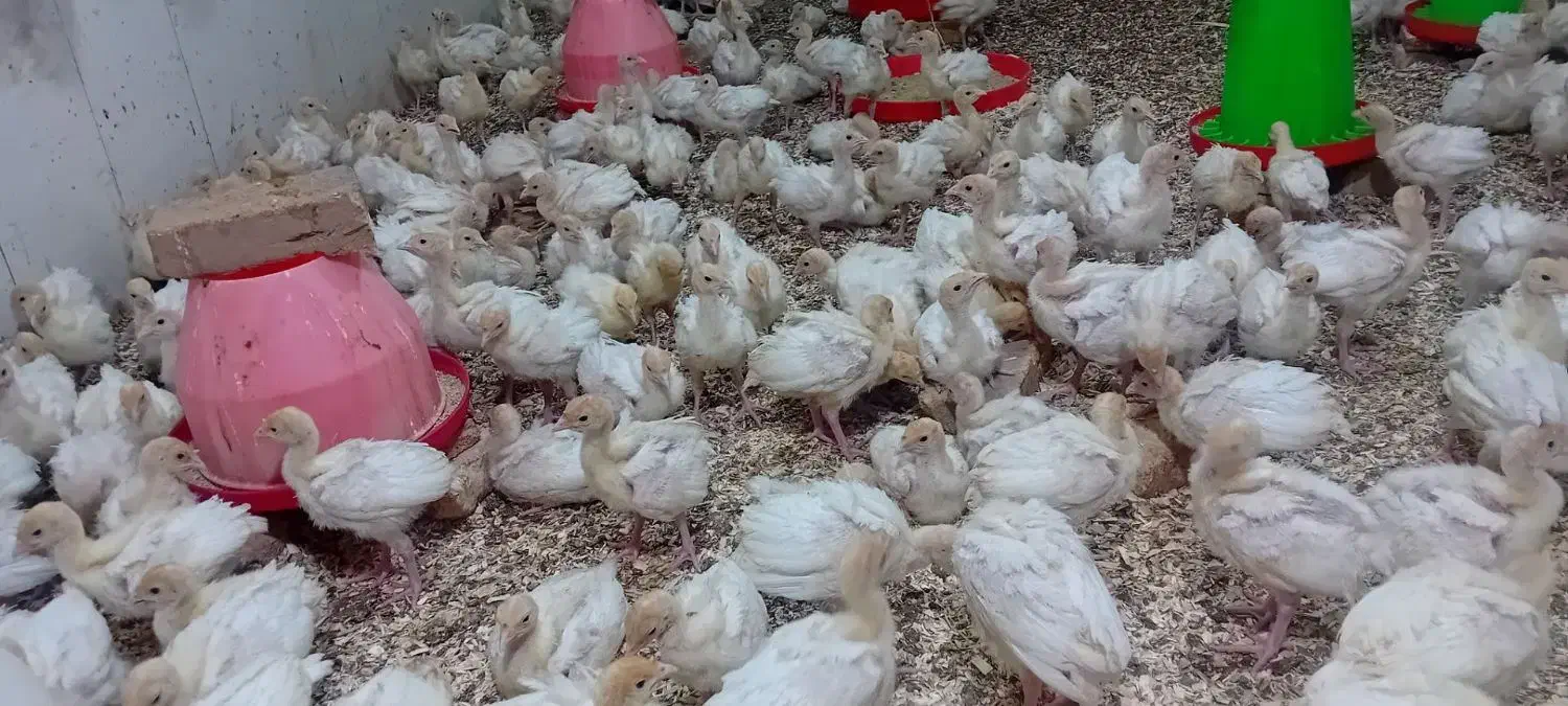 جوجه بوقلمون ۲۰ روزه بیوتی|حیوانات مزرعه|نیشابور, بلوار گلها|دیوار