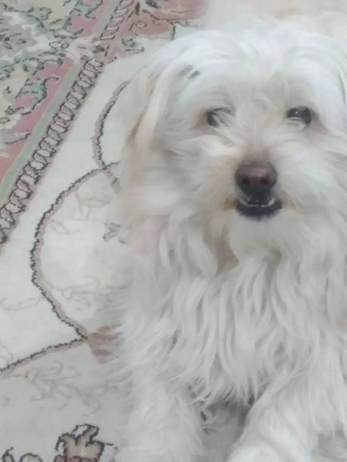 واگذاری سگ|سگ|مشگین شهر, |دیوار