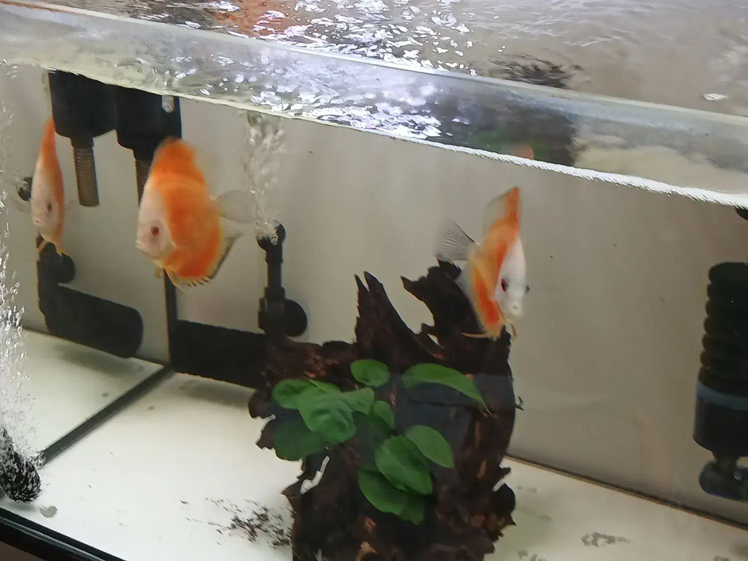 ماهی دیسکس|ماهی|اندیشه, اندیشه فاز ۳|دیوار